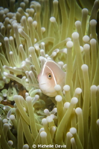 Hellooooo! by Michelle Davis 